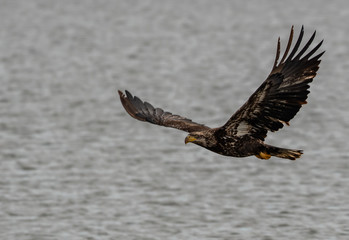 A Juvenile Bald Eagle in Flight
