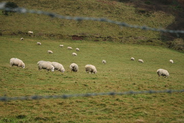 obejas tras alambrada Irlanda