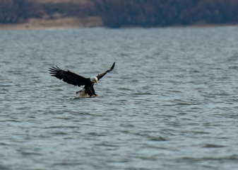 A Bald Eagle Eating Testing the Waters