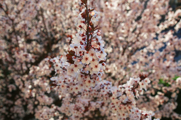 Ben arrivata primavera: fioritura di un albero di Prunus, delicati fiori bianchi appena sbocciati