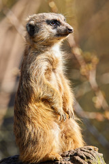 Fototapeta premium Portrait von einem Erdmännchen