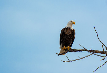 An Adult Bald Eagle Eating Perched in a Tree