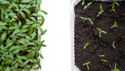 The spring planting. Early seeds of pepper, grown from seeds in boxes at home on the windowsill....