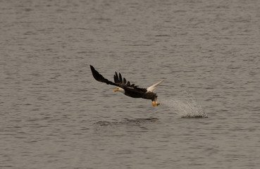 An Adult Bald Eagle Catching a Fish