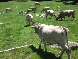vacas pirineo aragones