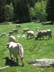 vacas pirineo aragones