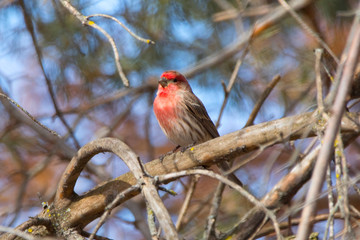 Red House Finch in Spring Male