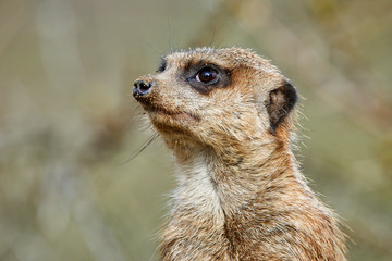 Portrait von einem Erdmännchen