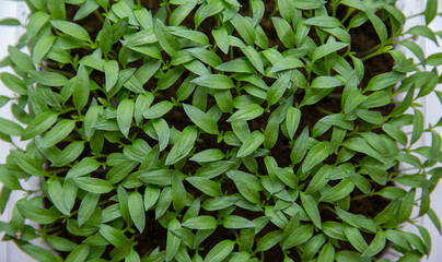 Small plants planting, the seedling trays for agricultural plants. Spring planting. Early seedlings...