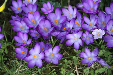 Delicate spring crocus flower close up