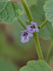 Gundermann, Glechoma hederacea, violette Blüten close up mit viel Tiefenschärfe