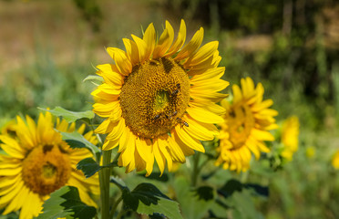 Bees collecting pollen from giant sunflower flowers in summers sun