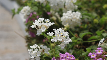flowers in garden