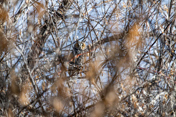 A Long-eared Owl Perched in a Tree