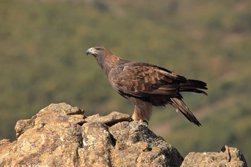 Golden eagle perched on a rock