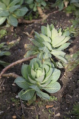 Obraz premium Pointed cabbage fresh spring vegetable 