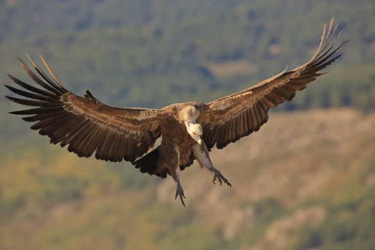 Griffon vulture landing with open wings
