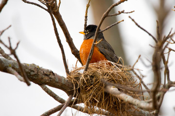 Red Breasted Robin in Spring Mating Season