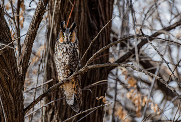 A Long-eared Owl Perched in a Tree