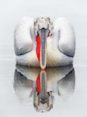 Reflection of pelican on water - 328919917