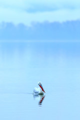 Dalmatian Pelican on blue water - 328919922