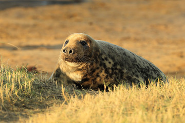 Seal on beach in Autumn - 328919944