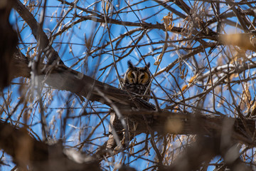 A Long-eared Owl Perched in a Tree