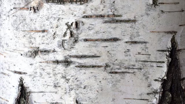 Pattern of the Silver Birch bark. Dolly vertical shot.