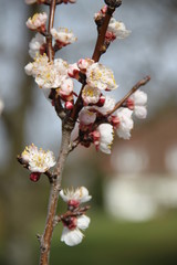 Apricot tree flowering branch in an orchard