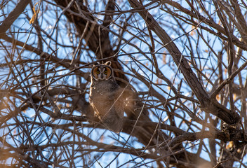 A Long-eared Owl Perched in a Tree