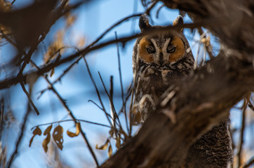 A Long-eared Owl Perched in a Tree