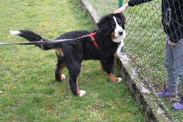 Naklejka na ściany i meble Bernese mountain dog playful puppy