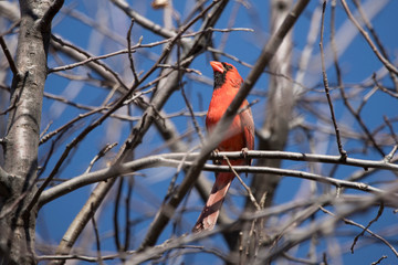 Red Cardinal Male Northern Singing for a Mate
