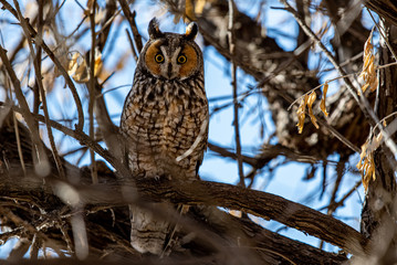 A Long-eared Owl Perched in a Tree