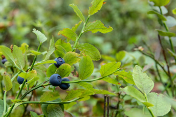 Green branches with berry of bilberry in the forest.
