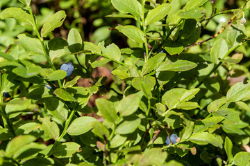 Green branches with berry of bilberry in the forest.