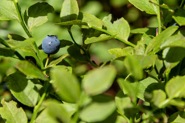 Green branches with berry of bilberry in the forest.