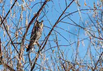 A Long-eared Owl Perched in a Tree