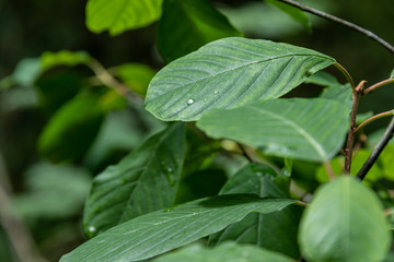 Green leaf with rain drop in jungle.