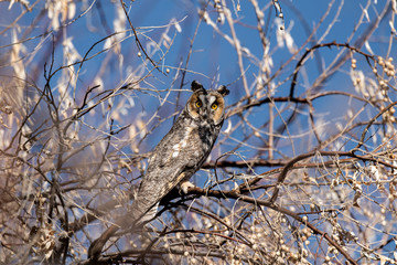 A Long-eared Owl Perched in a Tree