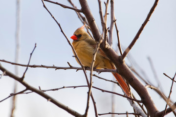 Red Cardincal Female Northern Singing for a Mate