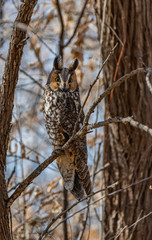 A Long-eared Owl Perched in a Tree
