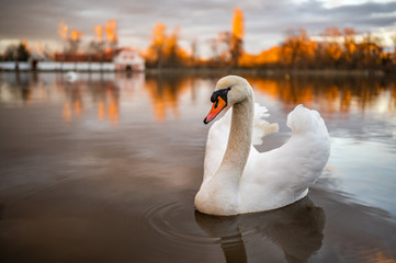 Obraz premium Portrait of a swan swims on the lake