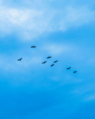 Group of Ducks Flying Over Cloudy Sky, Samborodon, Ecuador