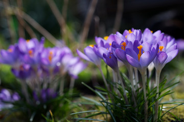 purple crocuses in sunlight on a blurred background