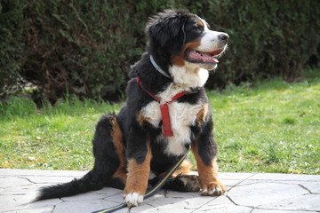 Bernese mountain dog playful puppy