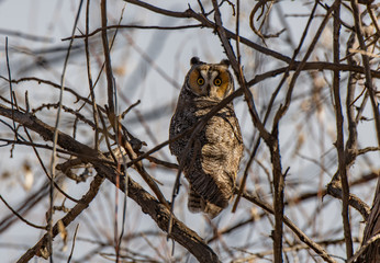 A Long-eared Owl Perched in a Tree