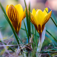 Crocus Gipsy Girl, small yellow perennial flowers which bloom in autumn and early spring.