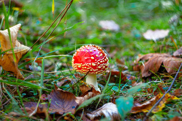 Mushrooms in the Ukrainian Carpathians. magic mushroom in the Carpathians