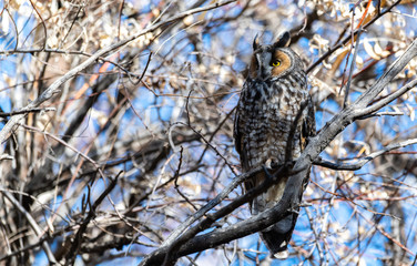A Long-eared Owl Perched in a Tree